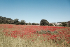 Provence, Rent a holiday house with pool in Lorgues